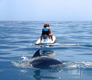 Jet ski fahrer auf weitem meer mit elegantem delfin im vordergund in Kenia