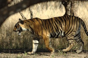 Tiger in freier Laufbahn, Aman-i-Khas Resort, Ranthambore Nationalpark, Indien 