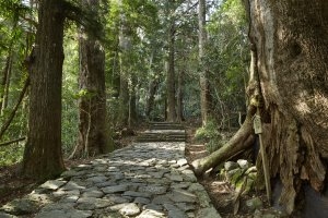 herrlicher Waldweg zum Kumano Kodo am Amanemu Resort und Onsen Spa in Japan