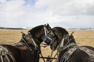 Pferde in Wyoming und dem Aman Amangani