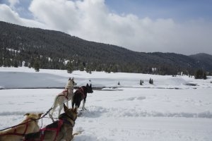 Schlittenhunde im Einsatz im Aman Amangani Wyoming USA im Winter vor herrlichem Winterpanorama und verschneiten Feldern und Seen