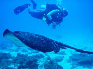 entdecken sie die faszinierende Unterwasserwelt, Anantara Kihavah, Baa Atoll, Malediven 