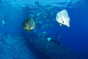 entdecken sie die faszinierende Unterwasserwelt, Anantara Kihavah, Baa Atoll, Malediven 