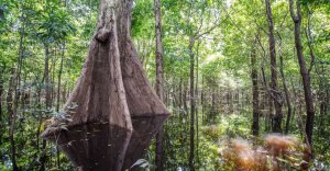 erkunden sie das Dickicht des Amazonas Regenwaldes, Anavilhanas Jungle Lodge, Anavilhanas Nationalpark, Brasilien