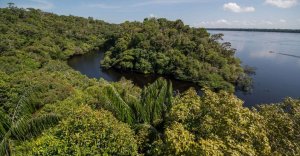 Blick über den Regenwald der Anavilhanas Jungle Lodge, Anavilhanas Nationalpark, Brasilien