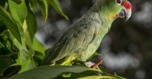 beobachten Sie die Vogelvielfalt des Amazonas in der Anavilhanas Jungle Lodge, Anavilhanas Nationalpark, Brasilien