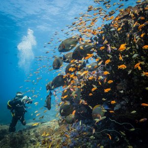 taucher beim tauchen unter wasser im meer am korallen riff mit vielen bunten fischen organisiert vom azura benguerra island in mosambik afrika