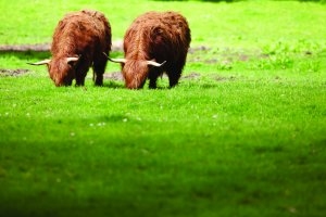Zwei Büffel in Schottland auf der Reise mit dem Belmont Royal Scotsman 