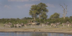 atemberaubende safari im savute elephant camp in afrika botswana chobe nationalpark