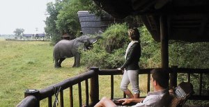 traumhafte terrase in der natur im savute elephant camp in afrika botswana chobe nationalpark 