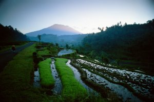 traumhafte reisfelder in den bergen im bulgari hotel und resort in bali indonesien
