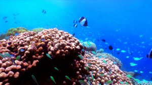 erleben sie beim schnorcheln die wunderschöne Unterwasserwelt, Cheval Blanc Randheli, Noonu Atoll, Malediven