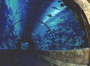 atemberaubender verglaster gang unter dem aquarium im mandalay bay in den usa las vegas