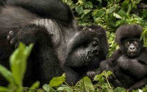 Gorilla mit seinem kleinen Baby Gorilla für das One&Only Gorillas Nest Hotel das 2018 eröffnet wird