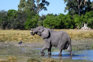 elefant und vogel im wasserloch in botswana der gerade den rüssel hebt und trinkt mit großen bäumen in hintergund