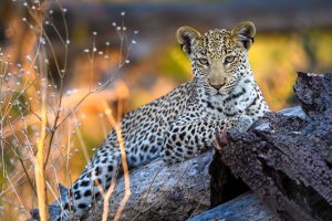 blick auf einen leopard der auf einem felsen liegt und die umgebung beobachtet