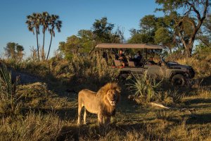 blick auf einen löwen in der wildniss mit einem grünen jeep im hintergund umgeben von trockenem gras