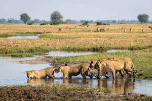löwen rudel am wasserloch in botswana die hintereinander gereiht zum trinken anstehen mit vielen tieren im hintergrund der afrikanischen wildnis