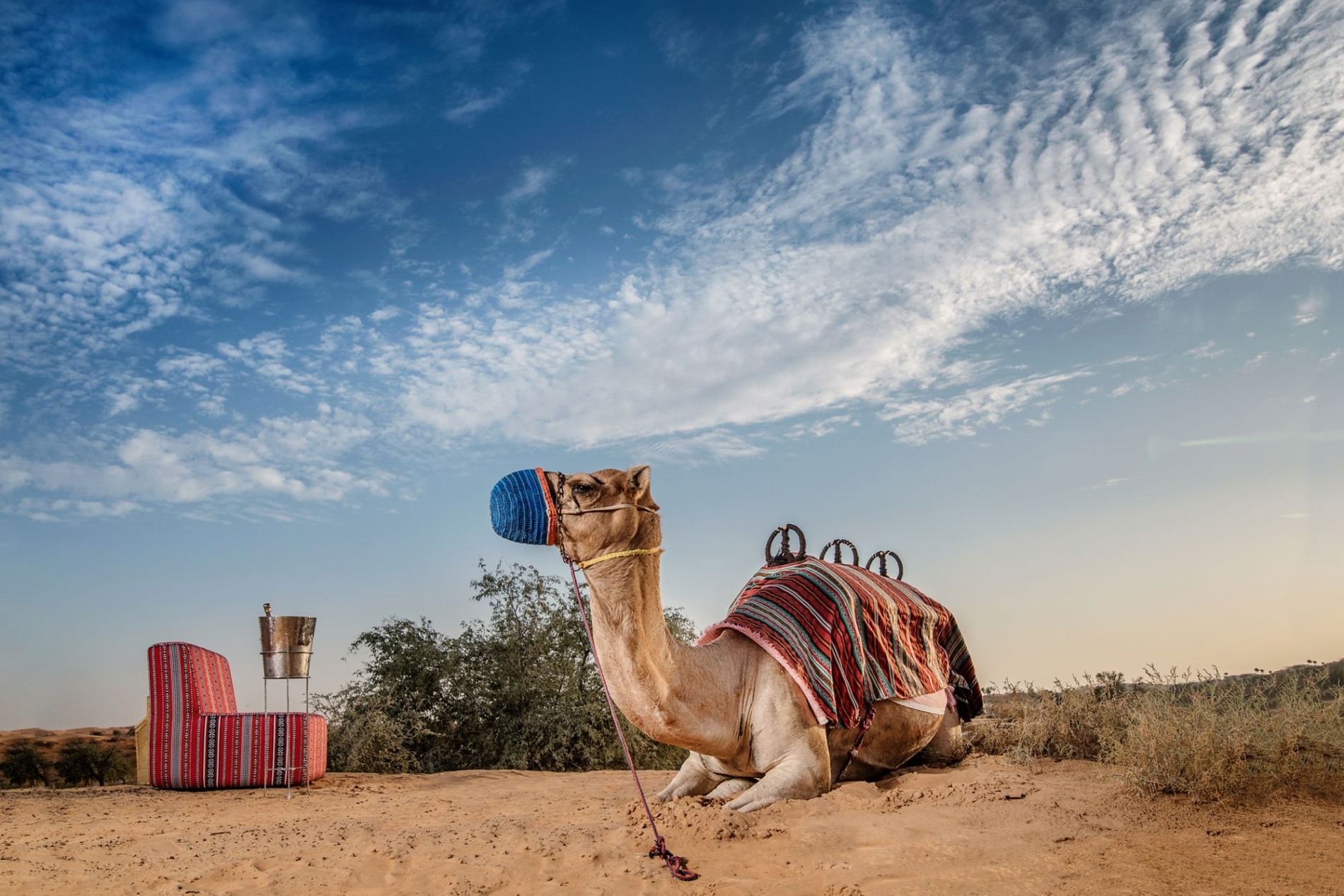 kamel vom orientalischen edlen luxus designer hotel the ritz carlton ras al khaimah in der al wadi wüste in den vereinigten arabischen emiraten im orient