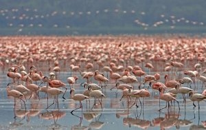 entdecken Sie Tiervielfalt Tansanias, Ngorongoro Crater Lodge, Ngorongoro, Tansania
