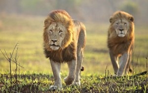entdecken Sie Tiervielfalt Tansanias, Ngorongoro Crater Lodge, Ngorongoro, Tansania
