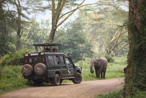 Elefant auf der Safari in der Ngorongoro Crater Lodge Luxuslodge Tanzania
