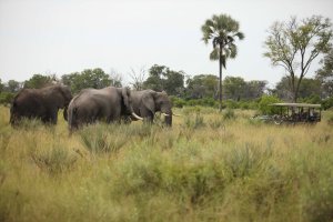 Elefanten kommen auf der Safari bis ans Auto auf Ihrer Luxusreise Botswana im Nxabega Okavango Tented Camp Afrika