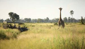 Giraffen auf der Safari im andBeyond Nxabega Okavango Tented Camp während der Luxusreise Botswana Afrika