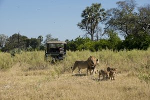 Löwen auf der Safari im Nxabega Okavango Tented Camp auf ihrer Luxusreise Botswana Afrika