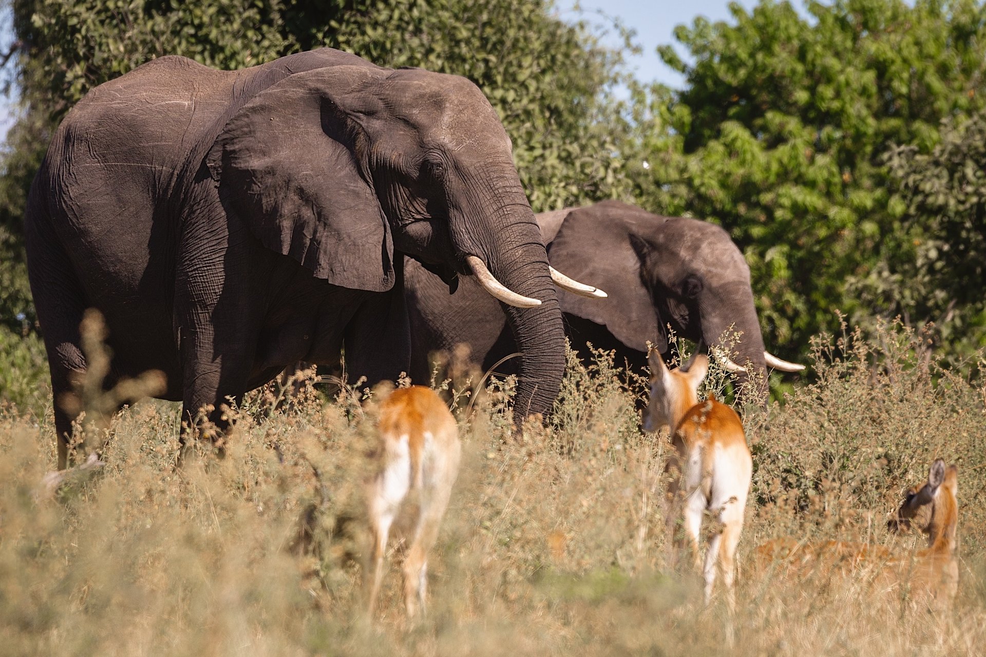 zwei elefanten im hohen gras und die vielfältige tierwelt afrikas und botswanas auf einer safari durch die schönheit der natur