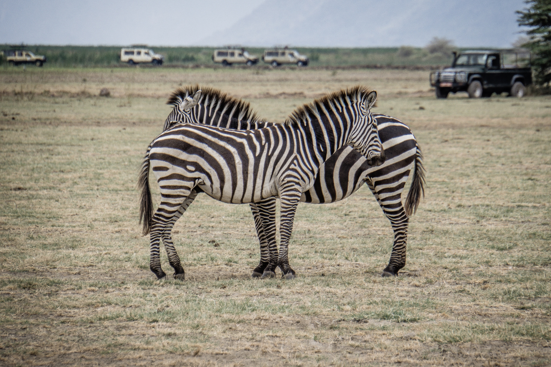 zwei zebras in tansania stehen sich seite an seite auf steppengras inmitten der natur auf einer safari